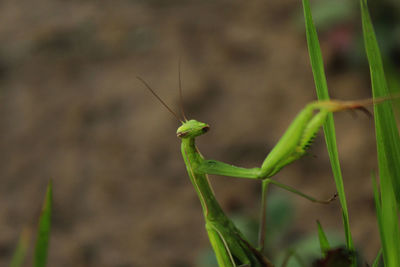 Close-up of praying mantis on grass