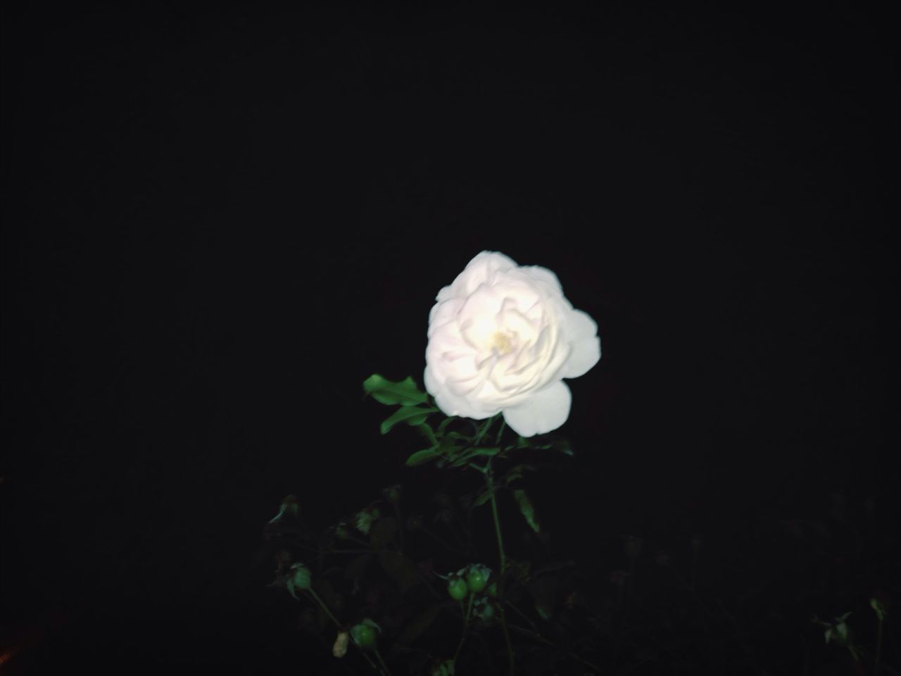 flower, petal, freshness, flower head, fragility, growth, beauty in nature, studio shot, black background, white color, rose - flower, single flower, close-up, plant, nature, blooming, copy space, leaf, stem, in bloom