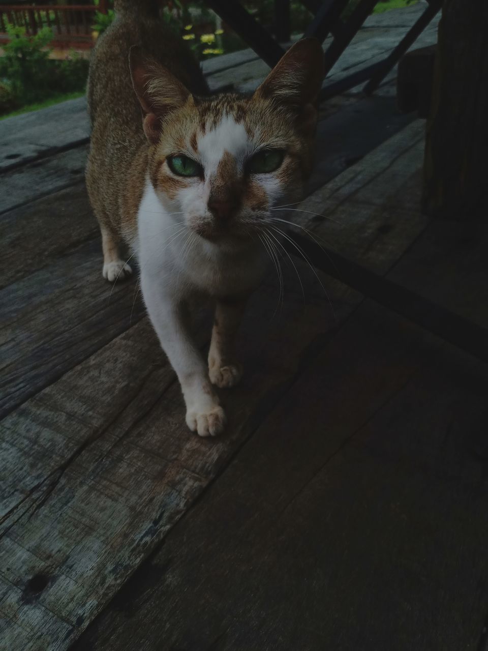 HIGH ANGLE VIEW OF CAT LOOKING AT FLOOR