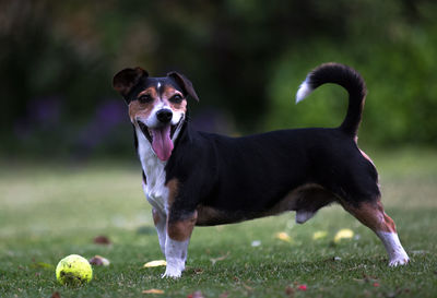 Dog standing on grass with tennis ball