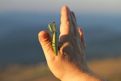 Cropped hand with praying mantis on sunny day
