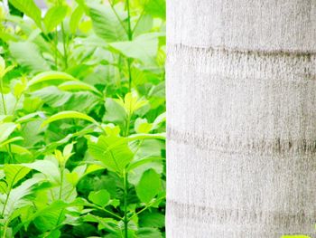 Close-up of tree trunk