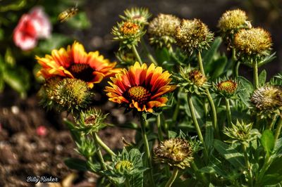Close-up of flowering plants