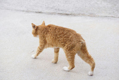 High angle view of cat walking on street