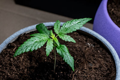 Close-up of potted plant