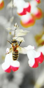 Close-up of bee pollinating on flower