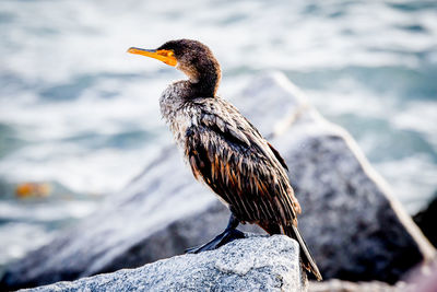 Close-up of bird perching on rock