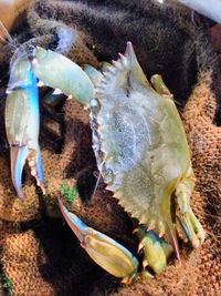 High angle view of crab