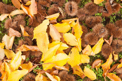 Full frame shot of yellow autumn leaves on land