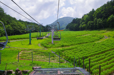 Scenic view of agricultural field against sky