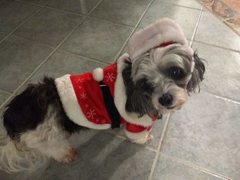 Portrait of dog relaxing on floor