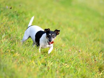 Dog in grass