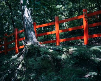 View of bridge in forest