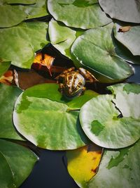 High angle view of leaves floating on pond