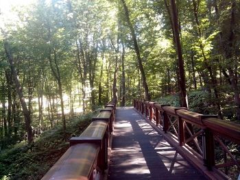 Trees in forest