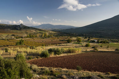 Scenic view of agricultural field against sky