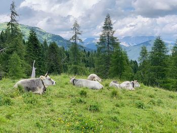 View of sheep on field against sky