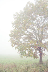 Trees on landscape against clear sky