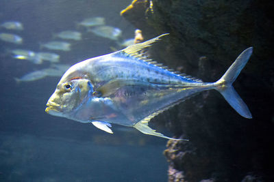 Close-up of fish swimming in aquarium