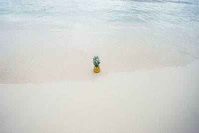 High angle view of pineapple at sandy beach