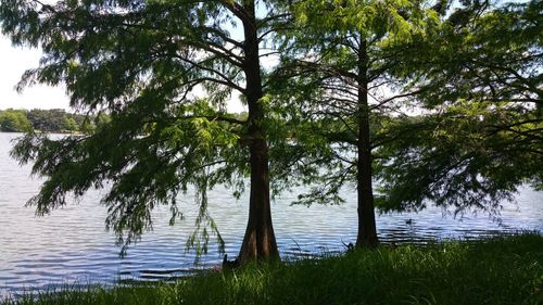 Reflection of trees in lake