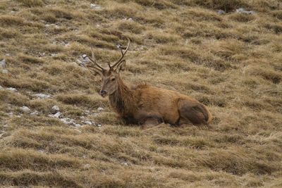 Red deer in the mountains of croatia