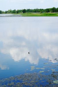 Birds flying over lake