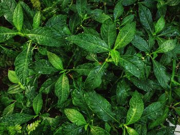 Full frame shot of fresh green plants