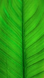 Full frame shot of palm leaf