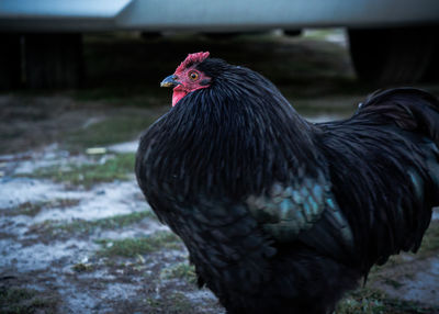 Close-up of chicken