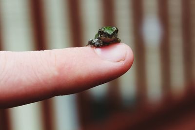 Close-up of small frog on finger