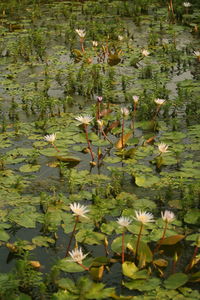 High angle view of water lily in lake