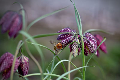 Close-up of purple flowering plant