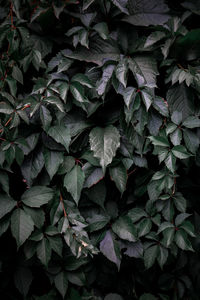 Full frame shot of plants