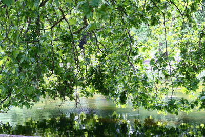 Plants and trees against water