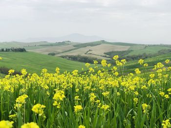 Scenic view of oilseed rape field against sky