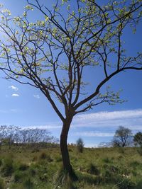 Tree on field against sky