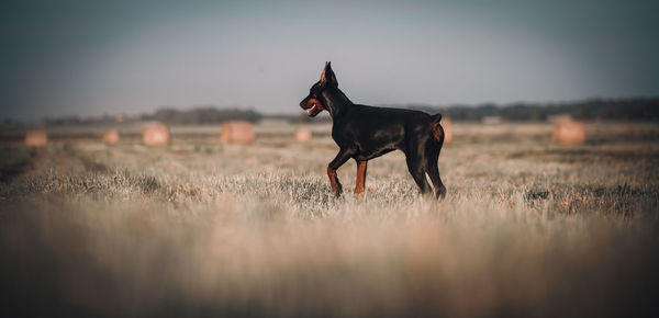 Dog standing on field