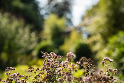 Close-up of insect on plant