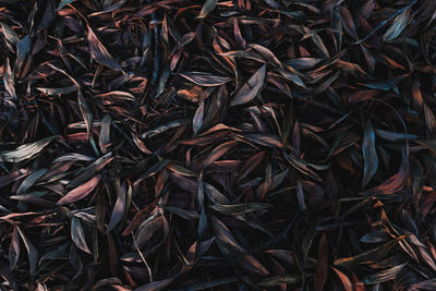 Full frame shot of dried leaves on field