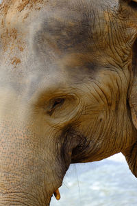 Young elephant with very short tusks. pinnawala elephant orphanage sri lanka