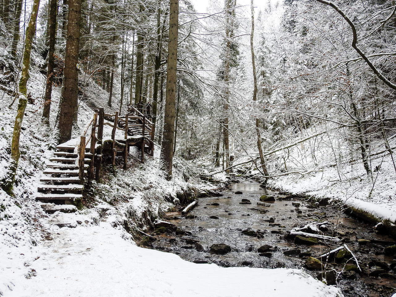 SNOW COVERED BARE TREES IN FOREST