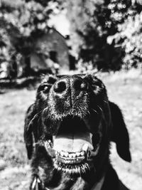 Close-up portrait of a dog