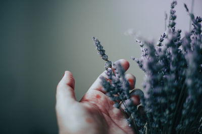 Close-up of hand holding fruits