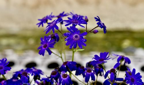 Close-up of purple flowering plants