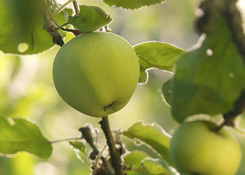 Close-up of fruits growing on tree