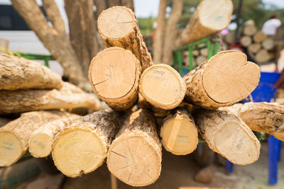 Stack of logs in forest