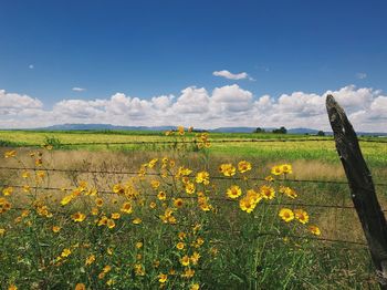 Scenic view of yellow flowering field against sky