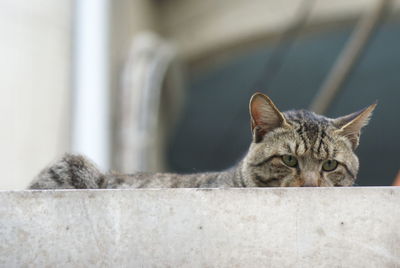 Close-up of cat resting