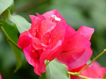 Close-up of pink rose plant